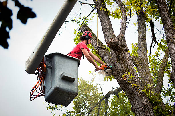 Best Tree and Shrub Care  in Redwater, TX